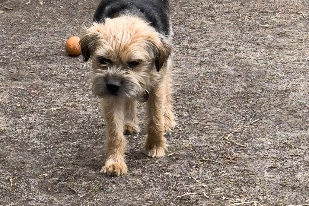Scout, der kleine fröhliche Familienhund