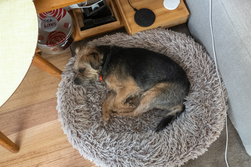 Scout, der lustige Familienhund geniesst eine ruhige Stunde in seinem "Bett"