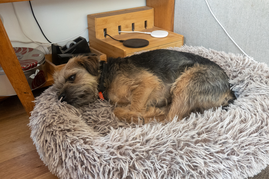 Scout, der lustige Familienhund geniesst eine ruhige Stunde in seinem "Bett"