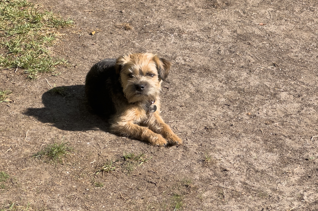 Jööö, der kleine Scout liegt etwas in der warmen Sonne und lässt es sich gut gehen..