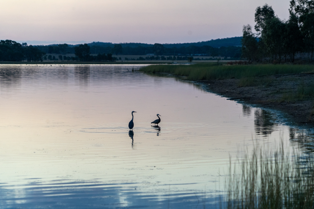Abendstimmung über dem Green Hill Lake Campground. Zwei Reiher suchen nach Futter im flachen Wasser...