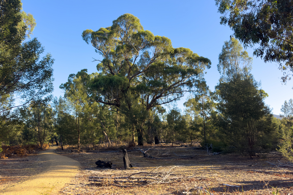 Ein wirklich grosser und alter River Red Gum Tree. Ein roter Eukalyptusbaum
