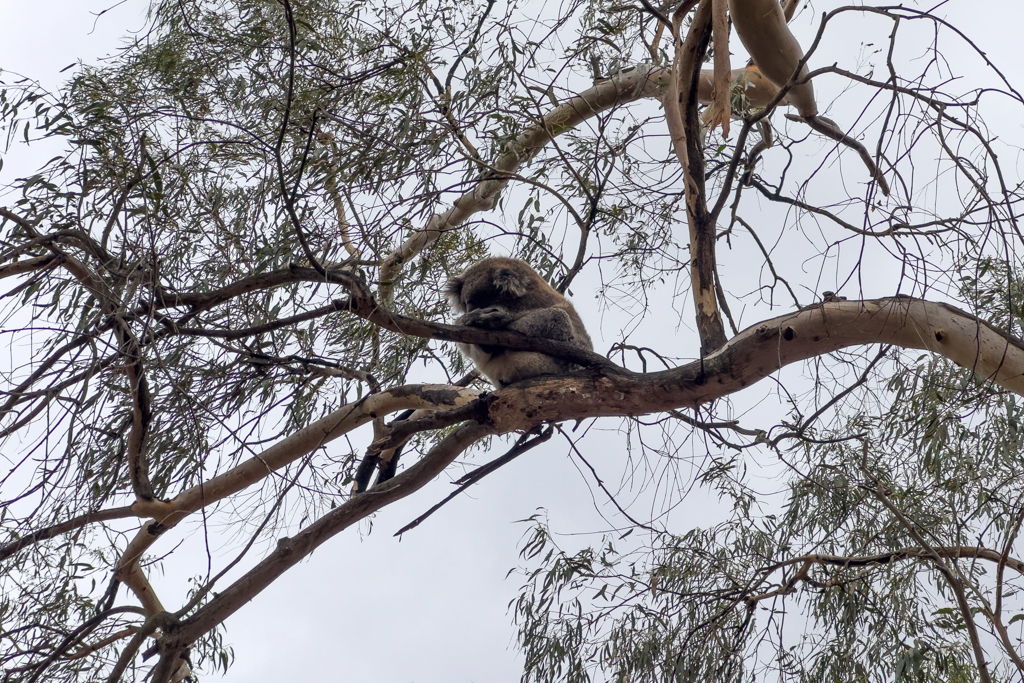 Im Tower Hill Wildlife Reserve sehen wir schlafende Koalas in den Bäumen