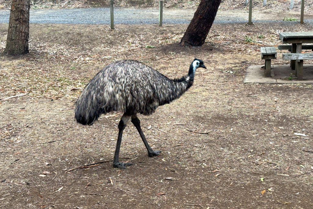Im Tower Hill Wildlife Reserve laufen uns auch 2 Emus über den Weg...