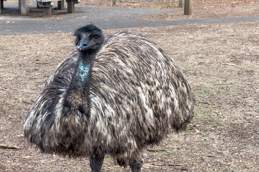 Im Tower Hill Wildlife Reserve laufen uns auch 2 Emus über den Weg...
