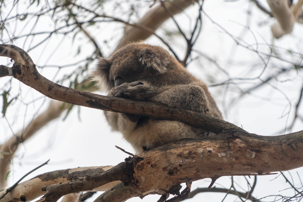 Im Tower Hill Wildlife Reserve sehen wir schlafende Koalas in den Bäumen