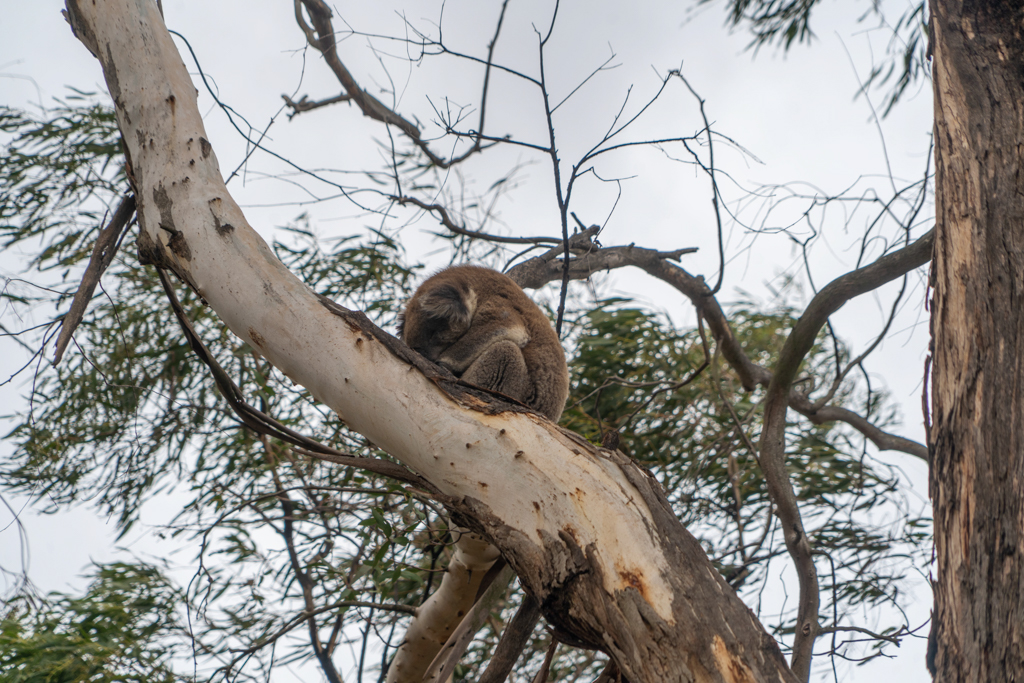 Im Tower Hill Wildlife Reserve sehen wir schlafende Koalas in den Bäumen