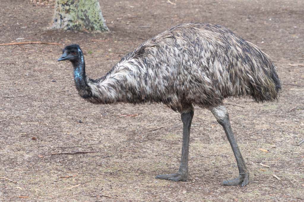 Im Tower Hill Wildlife Reserve laufen uns auch 2 Emus über den Weg...