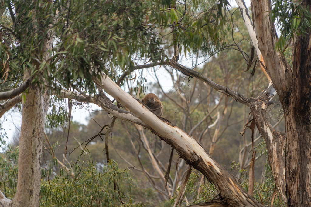 Im Tower Hill Wildlife Reserve sehen wir schlafende Koalas in den Bäumen
