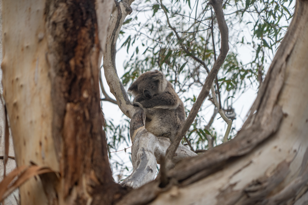 Im Tower Hill Wildlife Reserve sehen wir schlafende Koalas in den Bäumen