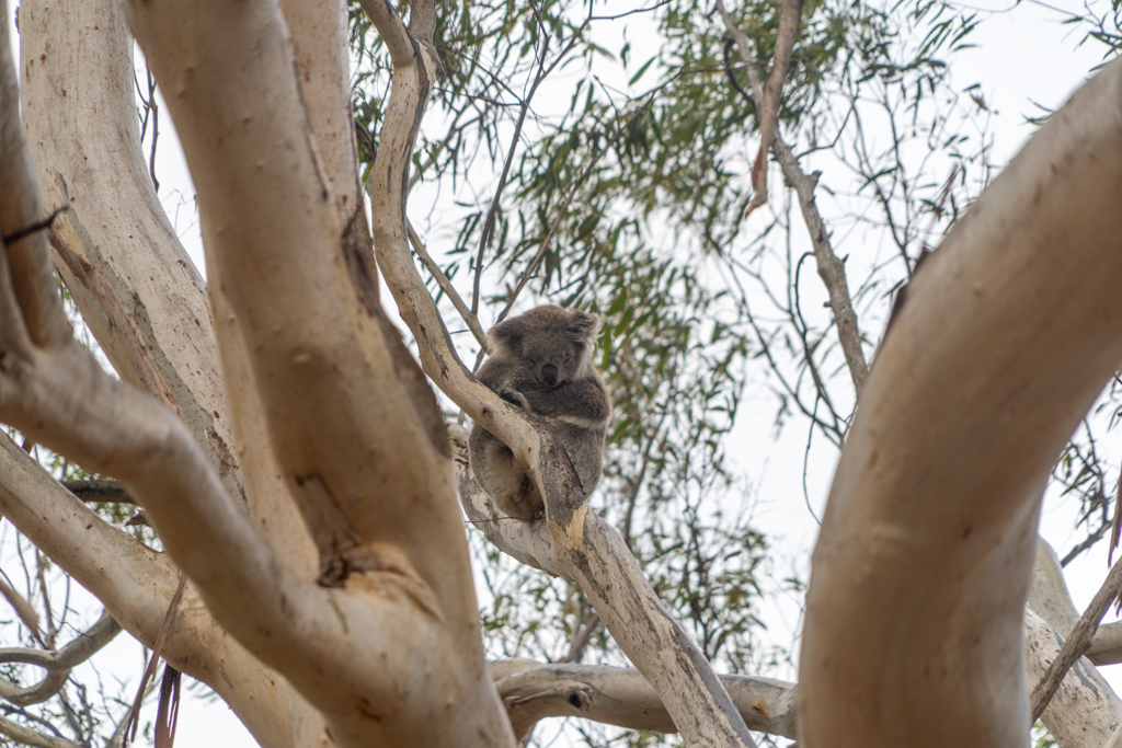 Im Tower Hill Wildlife Reserve sehen wir schlafende Koalas in den Bäumen