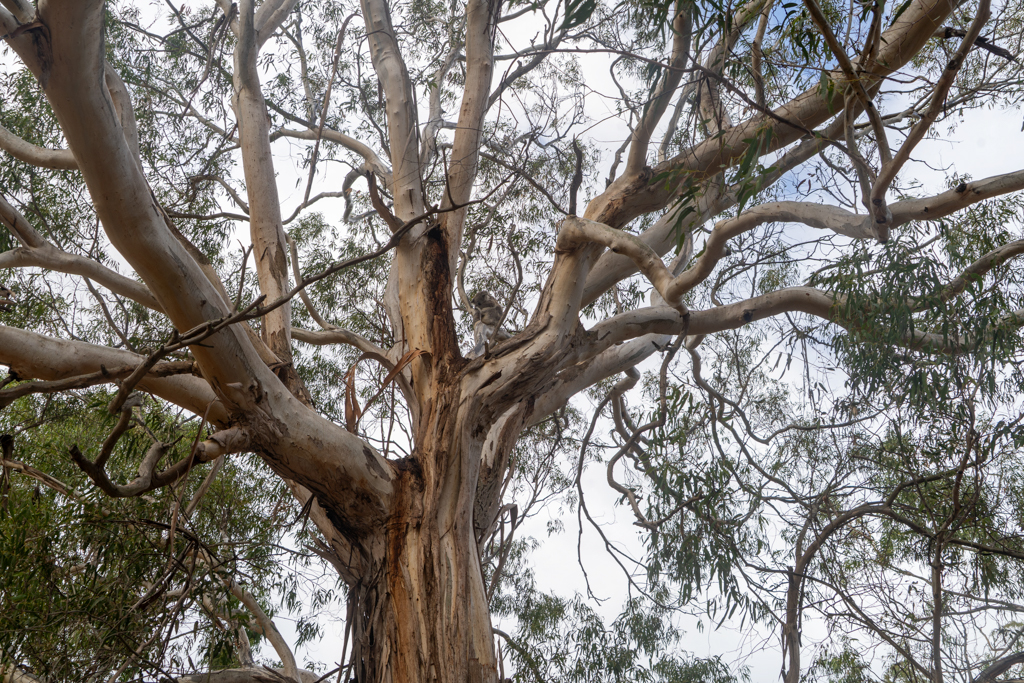 Im Tower Hill Wildlife Reserve sehen wir schlafende Koalas in den Bäumen