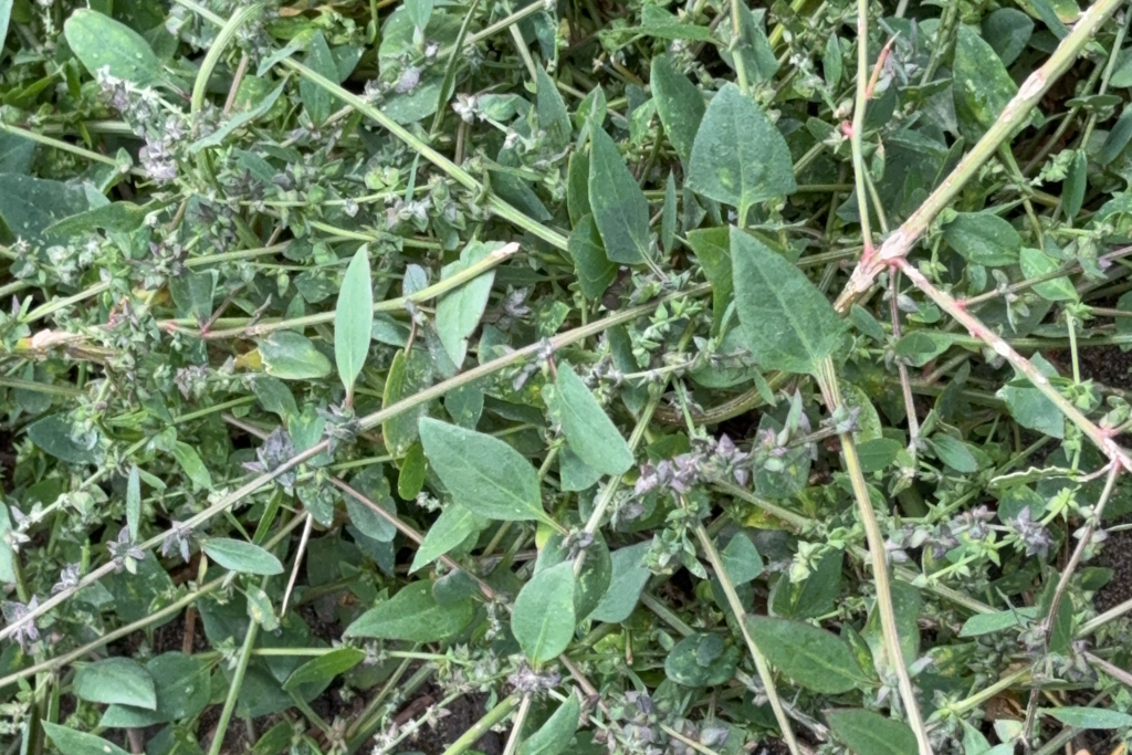 Auch weisser Gänsefuss wächst am Wegesrand...