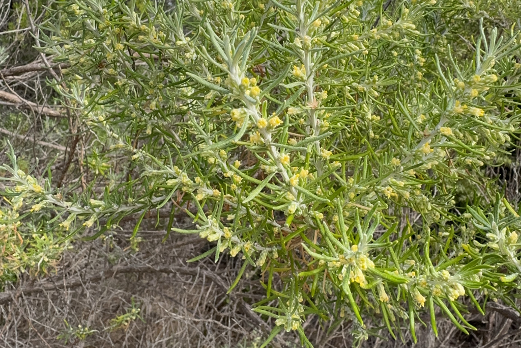 Auch Olearia axillaris sehen wir hier blühen... In Australien gibt es 181 Arten.