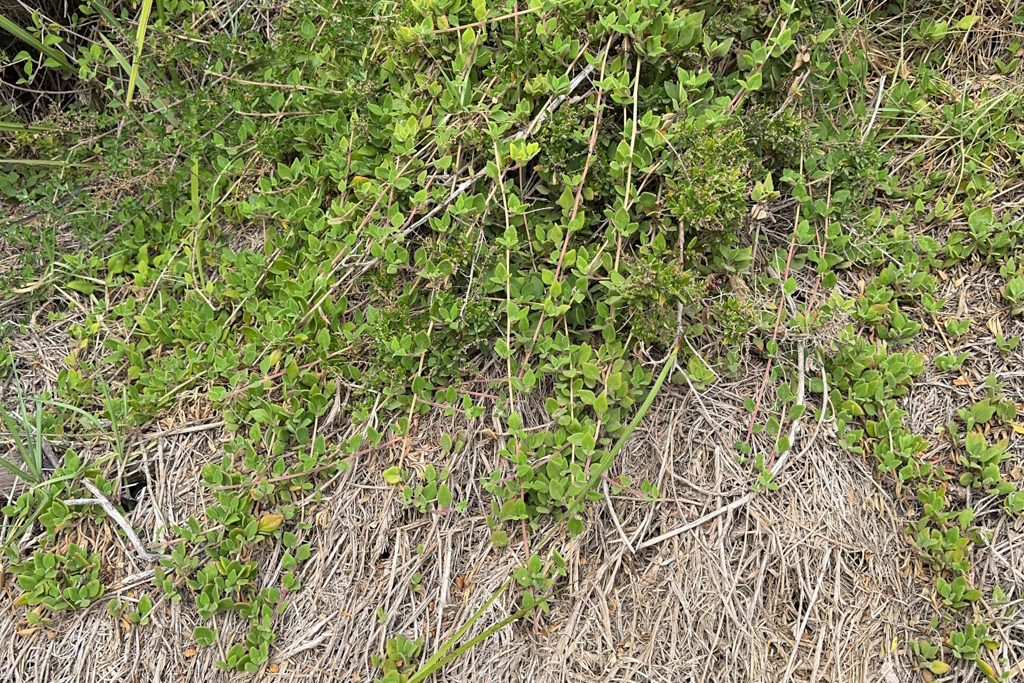 Tetragonia implexicoma auch als Laubenspinat bekannt sehen wir hier wuchern