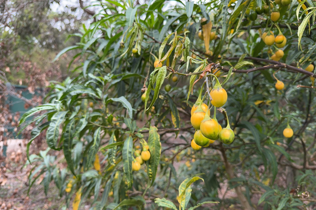 Solanum laciniatum ist in Australien weit verbreitet...