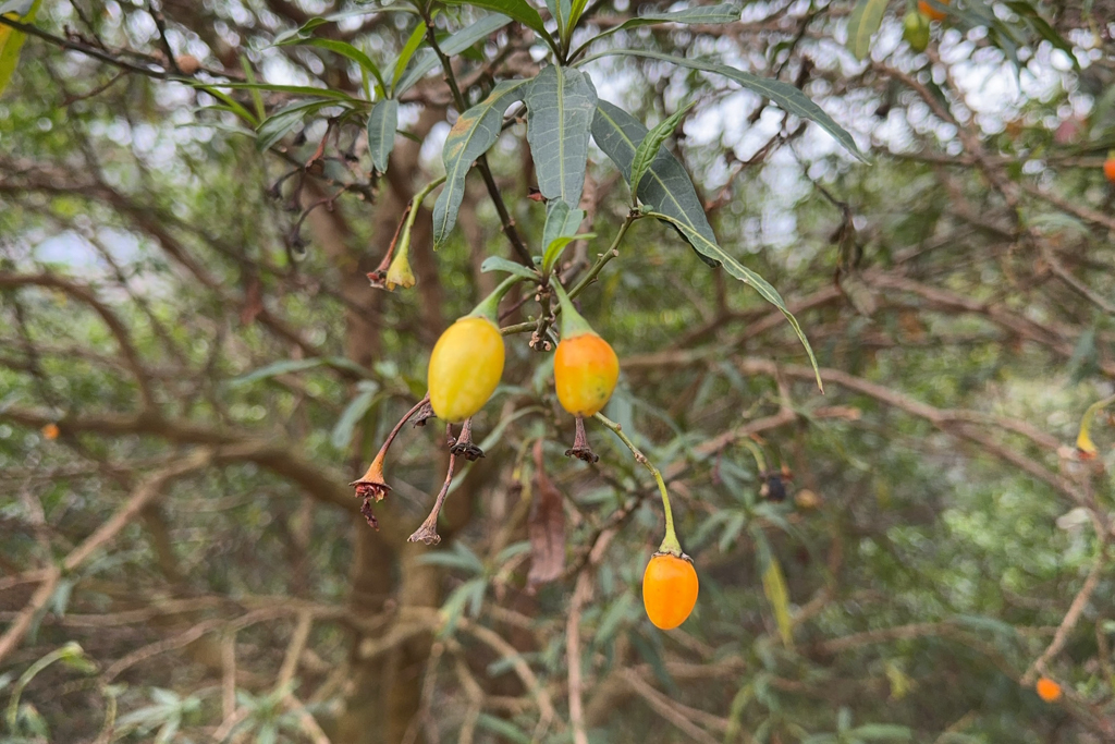 Solanum laciniatum ist in Australien weit verbreitet...