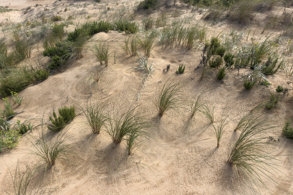 Das American Beachgrass ist wie ein Fähnlein im Wind. Wir sehen die Spuren im Sand...