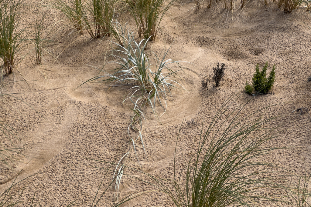 Auch einn Spinifex -Spinifex longifolius- hat sich hier gepflanzt...