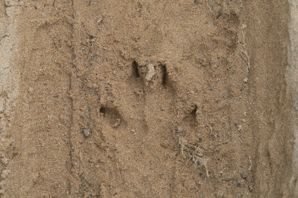 Spurensuche leicht gemacht. Aber zu wem passen sie: Känguru natürlich!
