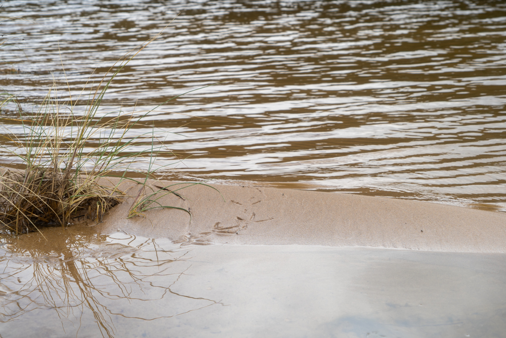 Aha: Das hat Ma fotografiert. Kleine Möwenspuren im Sand...