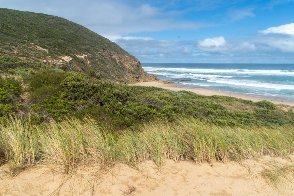 Das typische American Beachgrass Ammophilla breviligulata ist überall auf der Welt zu finden...