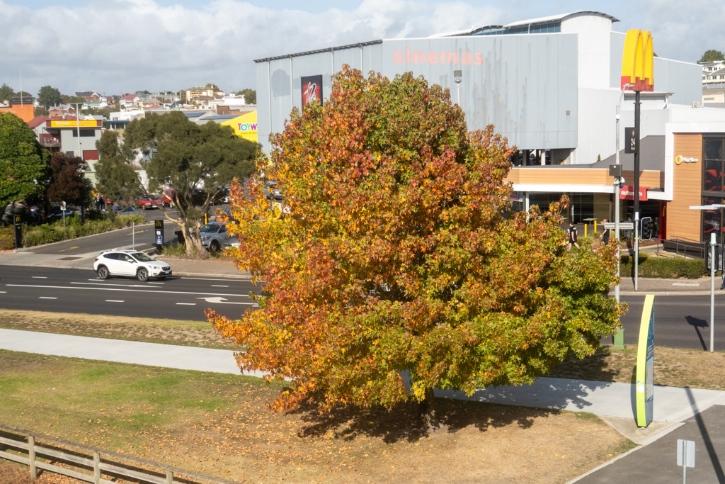 Auf Tasmanien färben sich die Bäume herbstlich...