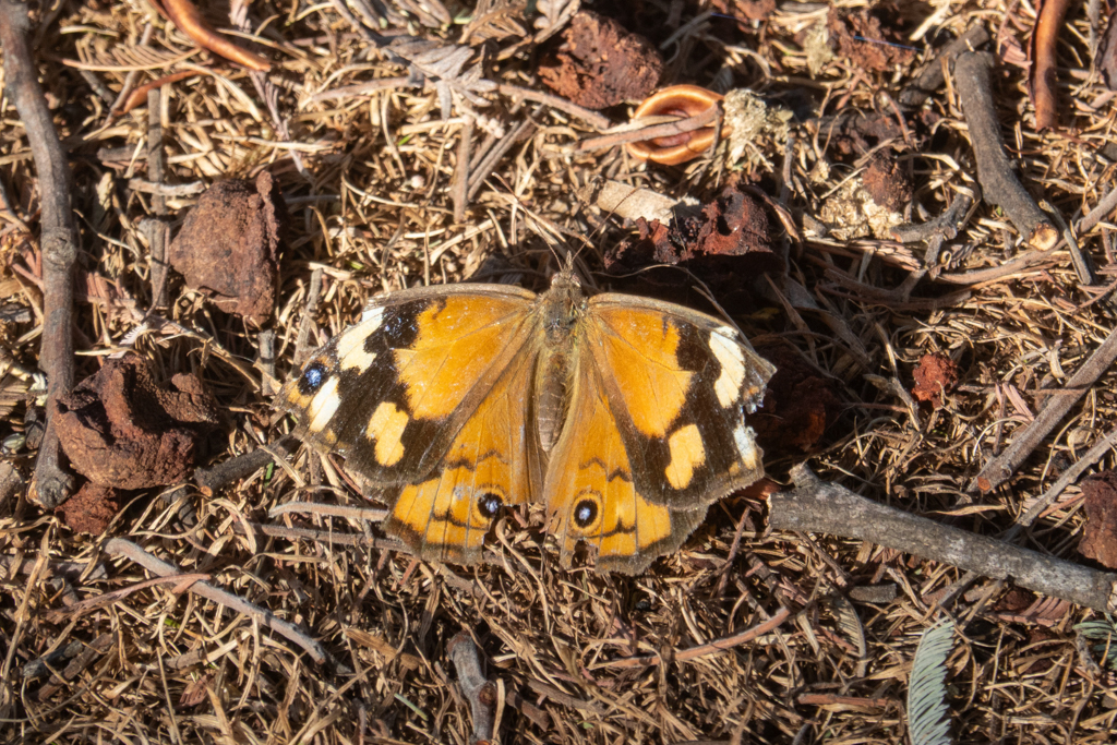 Heteronympha merope - ein schon etwas zerzaustes Exemplar
