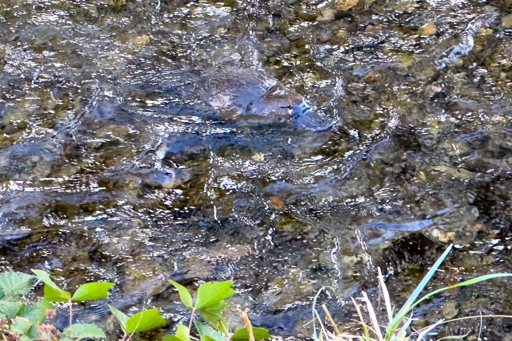 Kaum zu erkennen. Das Platypus im fliessenden Bach im Campground