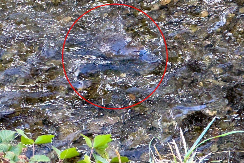Kaum zu erkennen. Das Platypus im fliessenden Bach im Campground