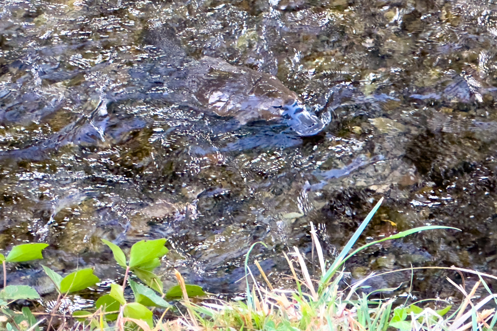 Das Platypus gründelt nervös im Bach nach Futter umher...