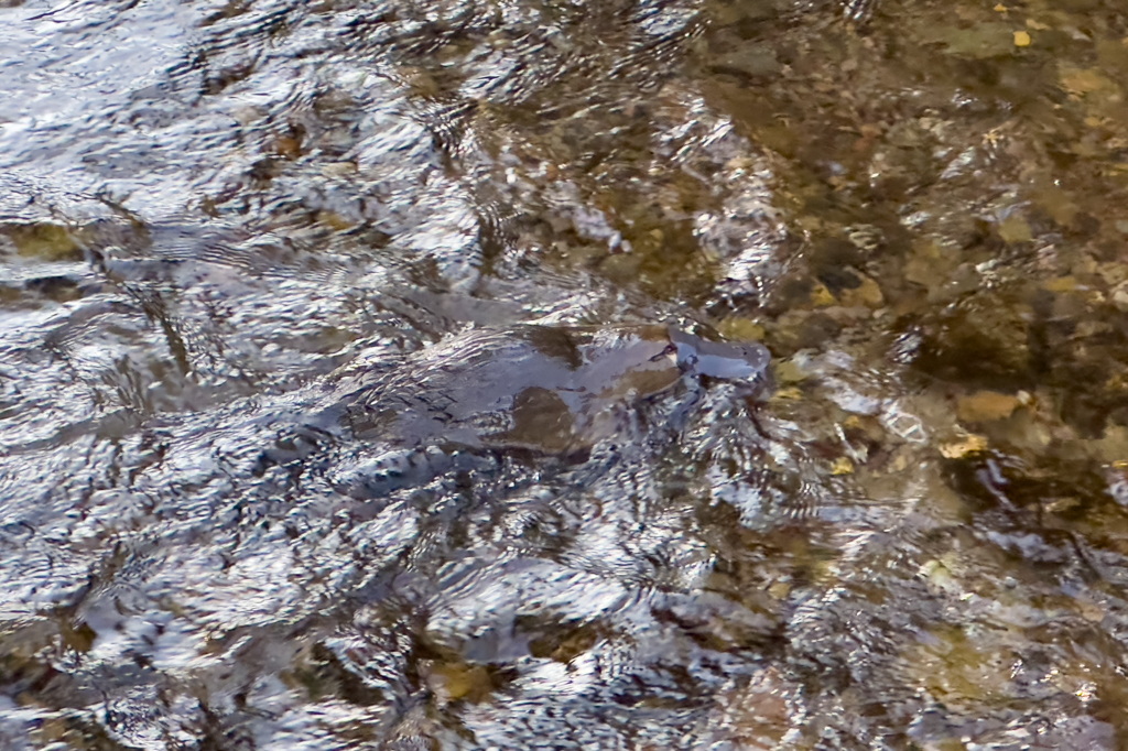 Das Platypus gründelt nervös im Bach nach Futter umher...