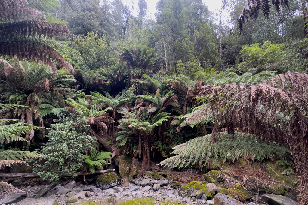 Auf dem Weg zur Marakoopa Cave. Wir kommen uns vor wie im Urwald...