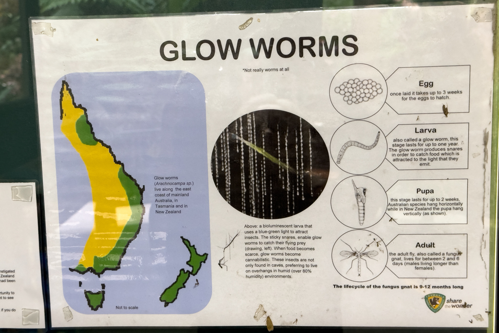 Hinweistafel zu den Glow Worms: Was leuchtet sind nur die letzten 2cm der Mückenlarve die an der Decke kleben...