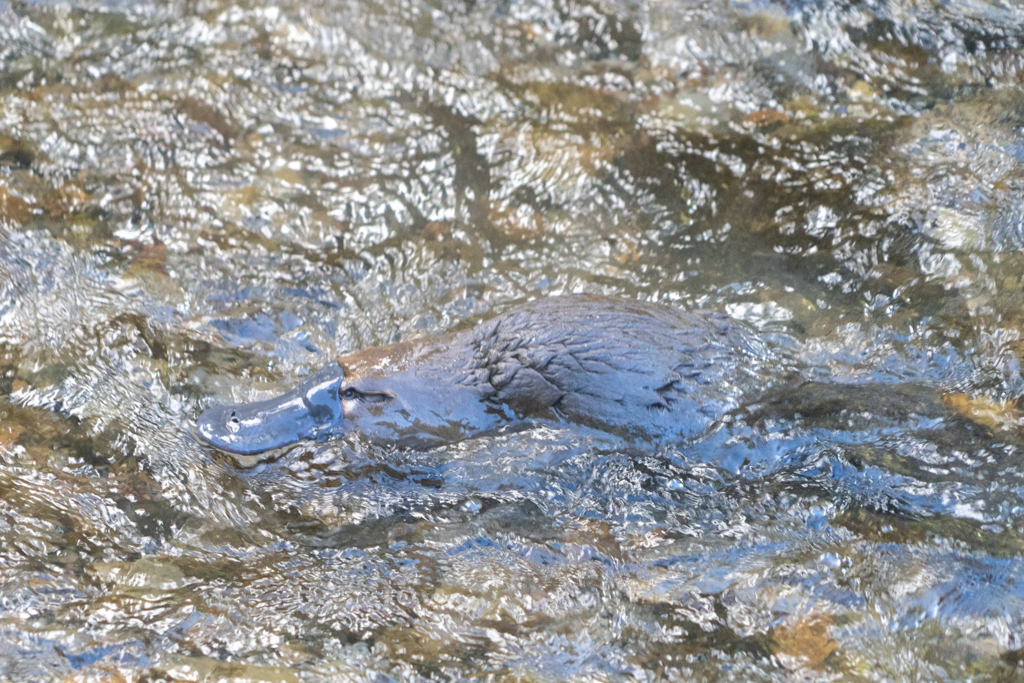 Das Platypus gründelt nervös im Bach nach Futter umher...