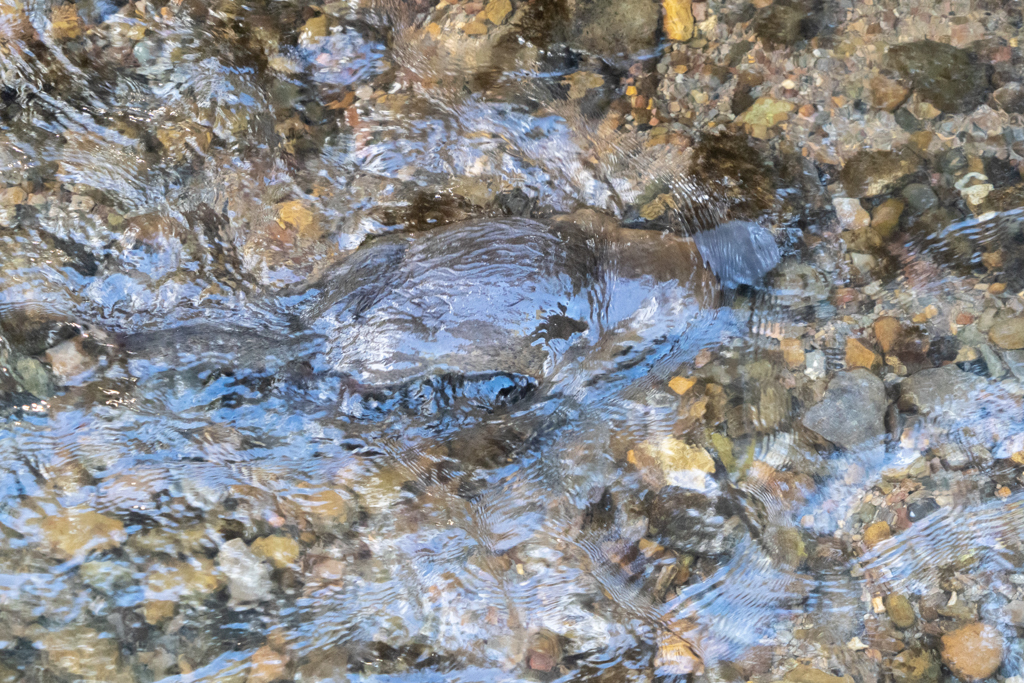 Das Platypus gründelt nervös im Bach nach Futter umher...