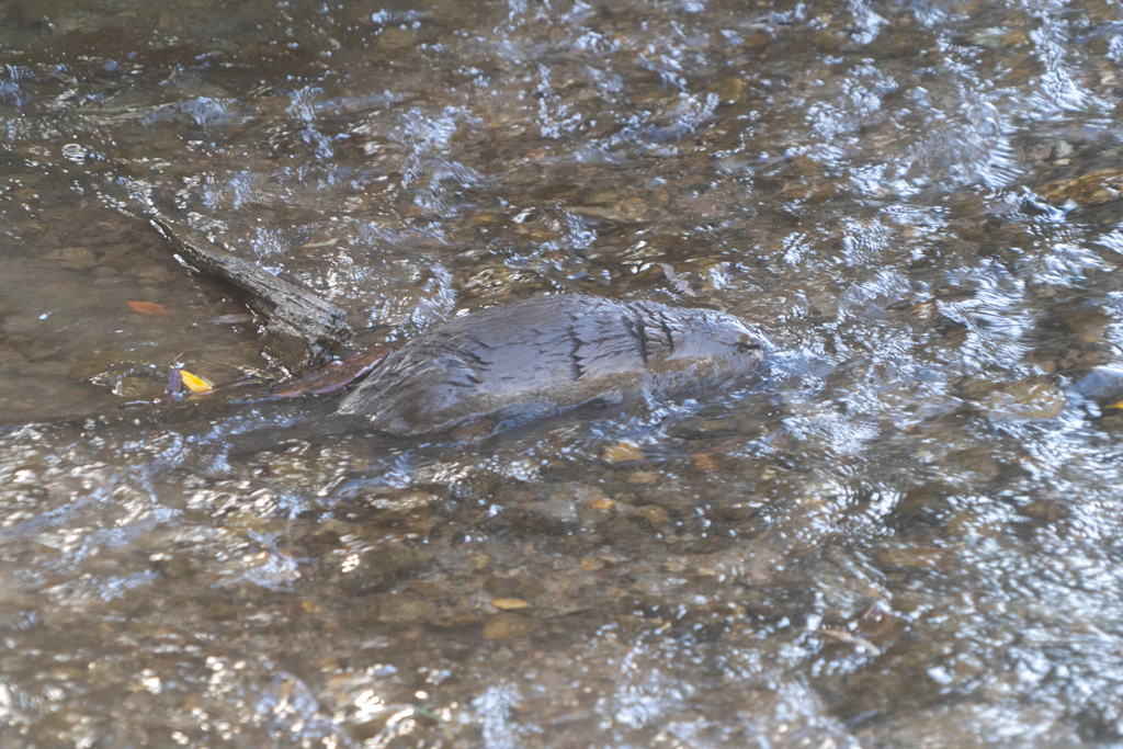 Das Platypus gründelt nervös im Bach nach Futter umher...