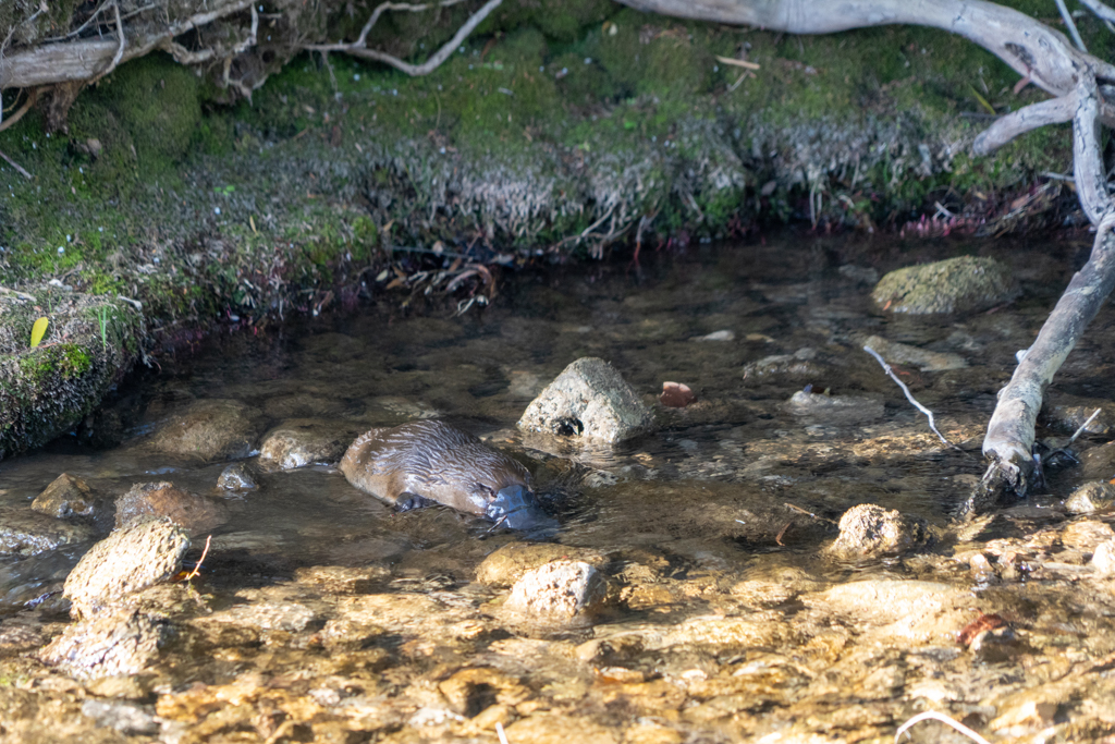 Das Platypus ist auf der Suche nach Nahrung ständig in Bewegung...