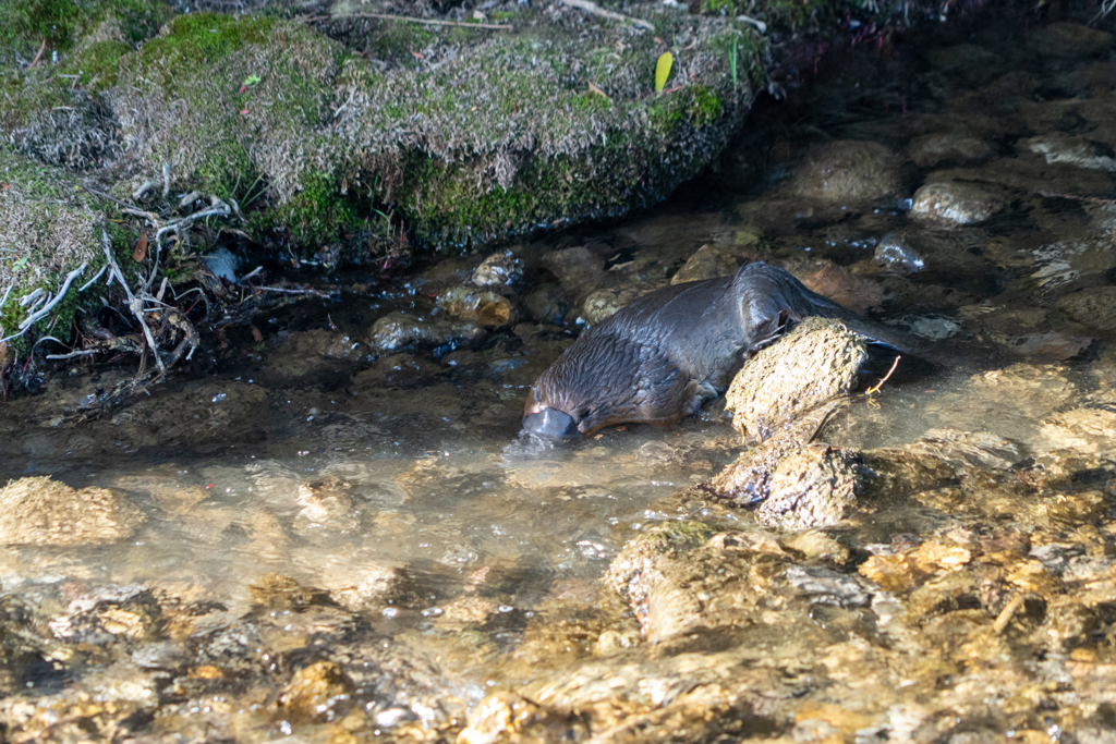 Das Platypus ist auf der Suche nach Nahrung ständig in Bewegung...