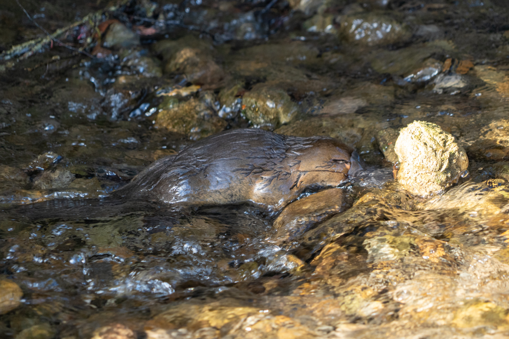 Das Platypus ist auf der Suche nach Nahrung ständig in Bewegung...