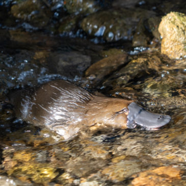 Platypus & Glow Worms