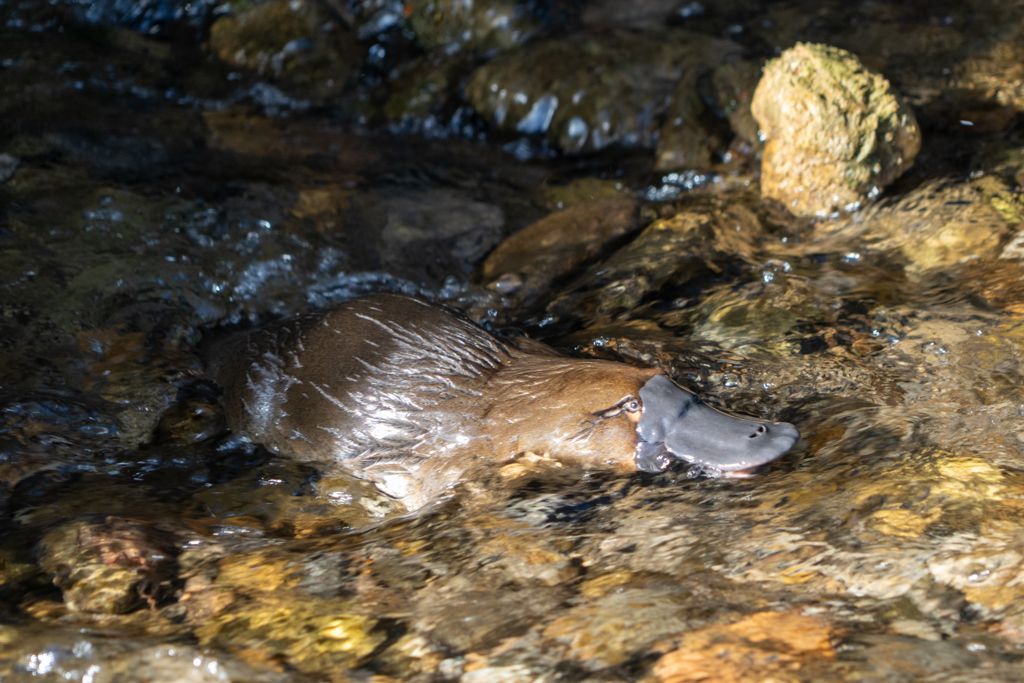Endlich, Grossaufnahme des scheuen Schnabeltiers, hier Platypus genannt