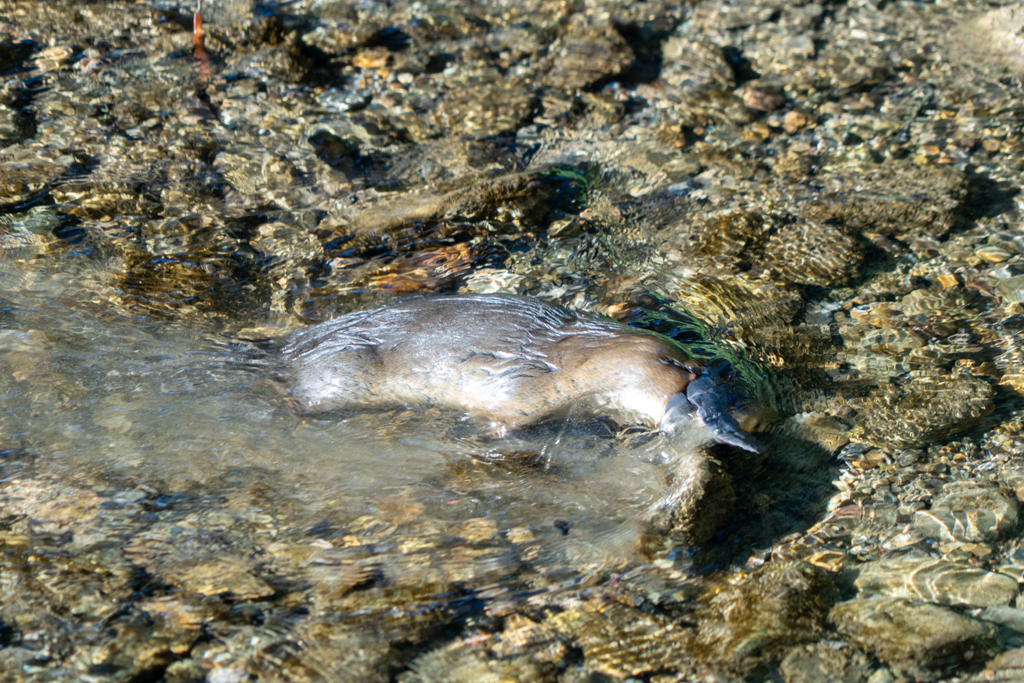 Das Platypus ist auf der Suche nach Nahrung ständig in Bewegung...