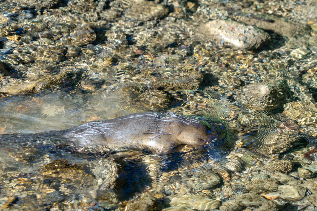 Das Platypus ist auf der Suche nach Nahrung ständig in Bewegung...