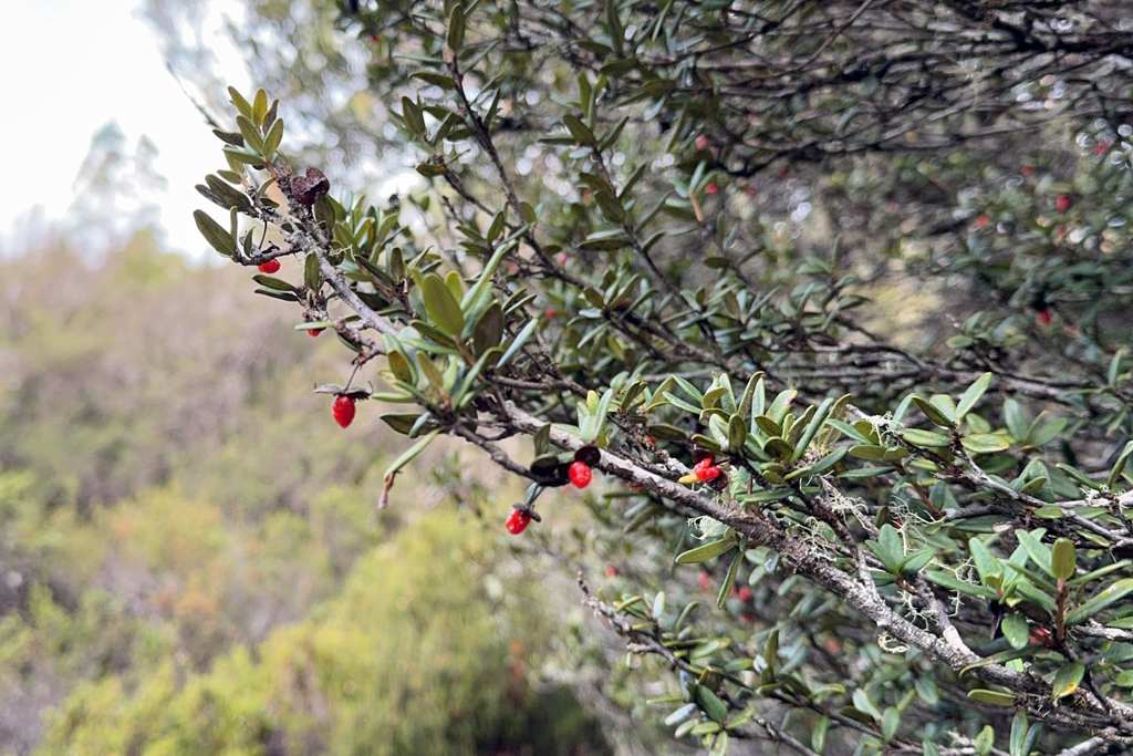 Pittosporum bicolor - Cheesewood oder Banyalla, eine Klebsame