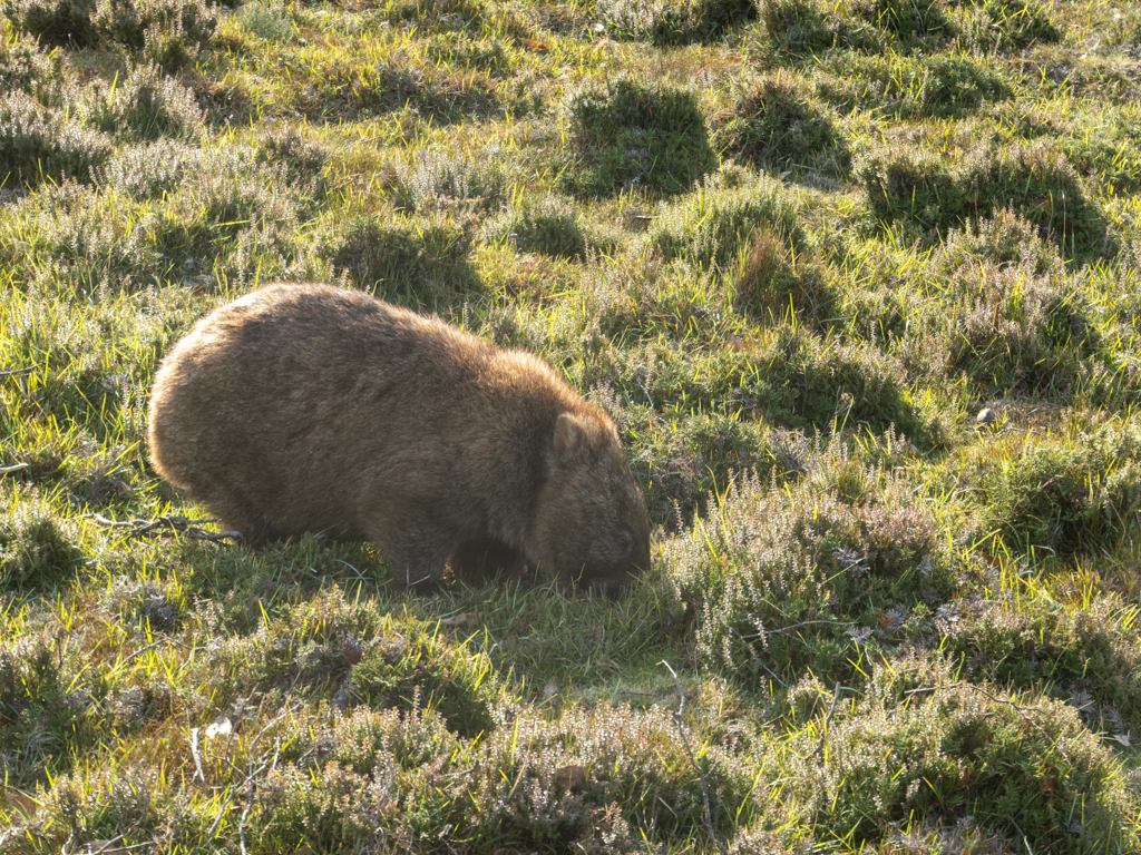 Ein kleinerer Wombat tut sich am frischen Gras gütlich und lässt sich nicht stören...