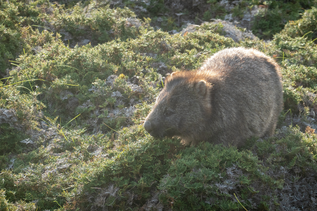 Ein kleinerer Wombat tut sich am frischen Gras gütlich und lässt sich nicht stören...