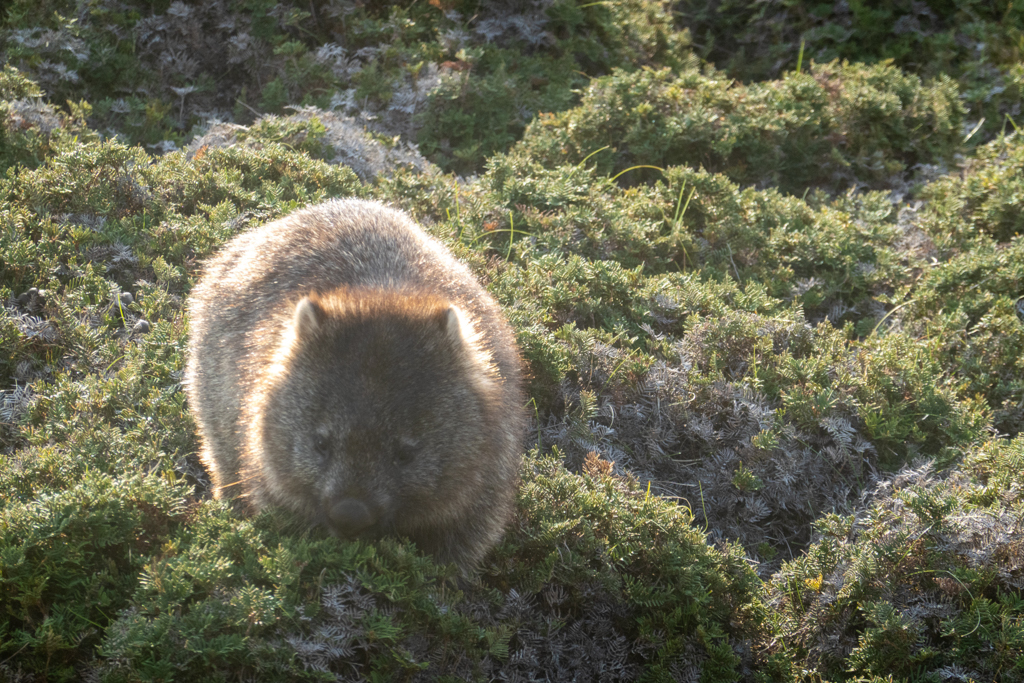 Ein kleinerer Wombat tut sich am frischen Gras gütlich und lässt sich nicht stören...