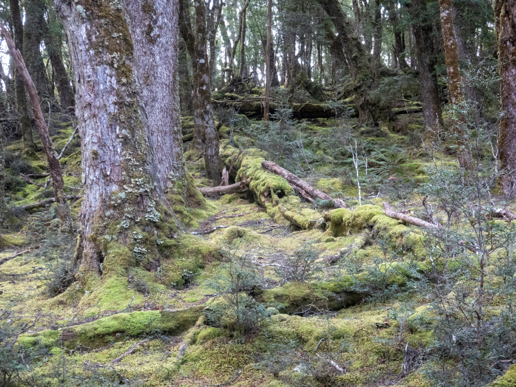 Willkommen im Zauberwald der Cradle Mountains :-)