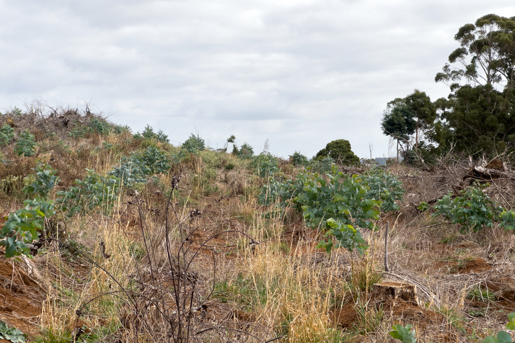 "Eukalyptusbaum-Plantage"